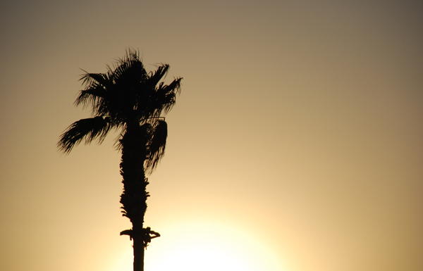 Palm tree in Arizona